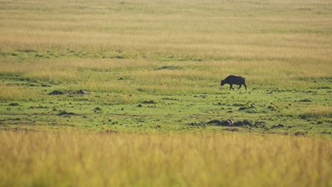 paisaje de sabana de sabana de gran ángulo, vida silvestre africana en la reserva nacional de masai mara, kenia, áfrica animales de safari en la reserva de masai mara norte