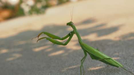 beautiful mantis religiosa in upright posture