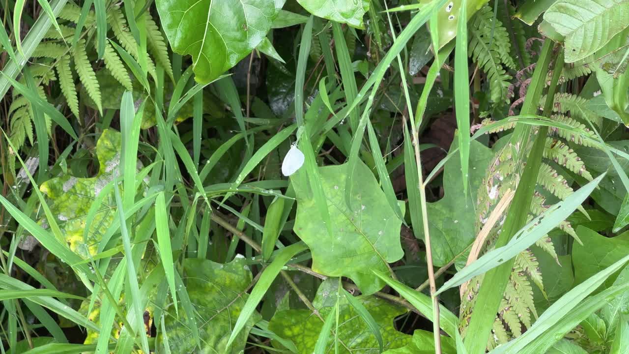 A peaceful close-up of a white butterfly resting on a green leaf in a dense natural setting. Perfect for content focused on biodiversity, insect life, or serene nature moments