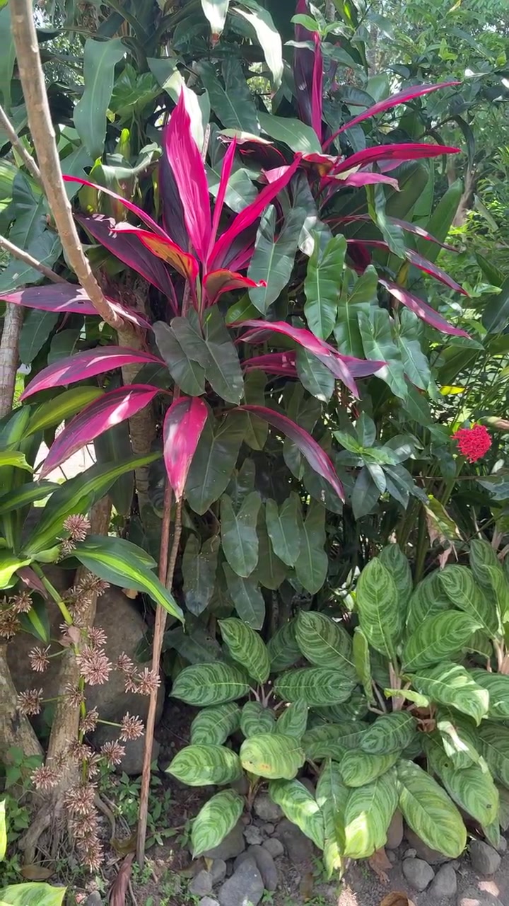Giardino tropicale lussureggiante con piante di Cordyline rosse vivaci