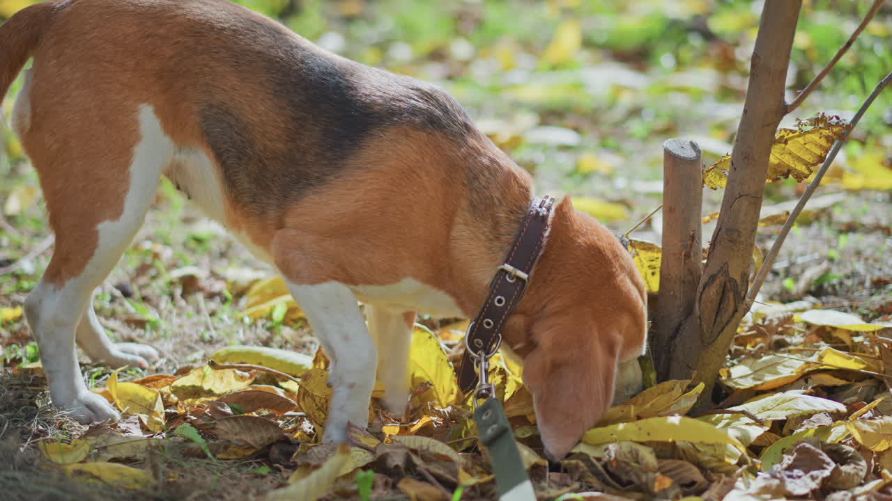 close up of beagle on leash sniffing and eating fallen fruit amidst yellow leaves on ground near small tree trunk during autumn walk under cloudy sky capturing curious pet behaviour