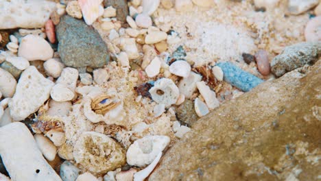 frightened hermit crab stuck upside down pulls back into shell to hide