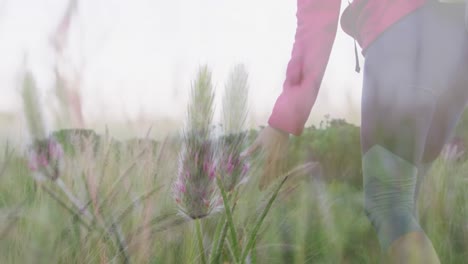happy caucasian senior woman hiking, stopping to touch plants, over tall grasses and sunlight