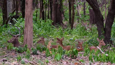 El-Ciervo-Del-Campo-Es-Una-Especie-En-Peligro-De-Extinción-Debido-A-La-Pérdida-De-Hábitat-Y-La-Caza