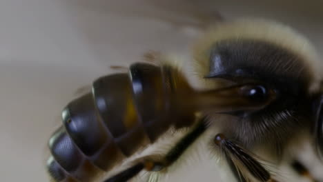 close-up macro view of a honey bee