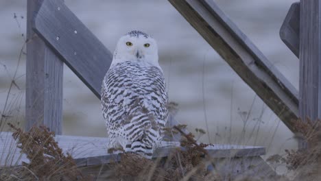 snowy owl perched on wooden frame near beach dunes in cold coastal environment