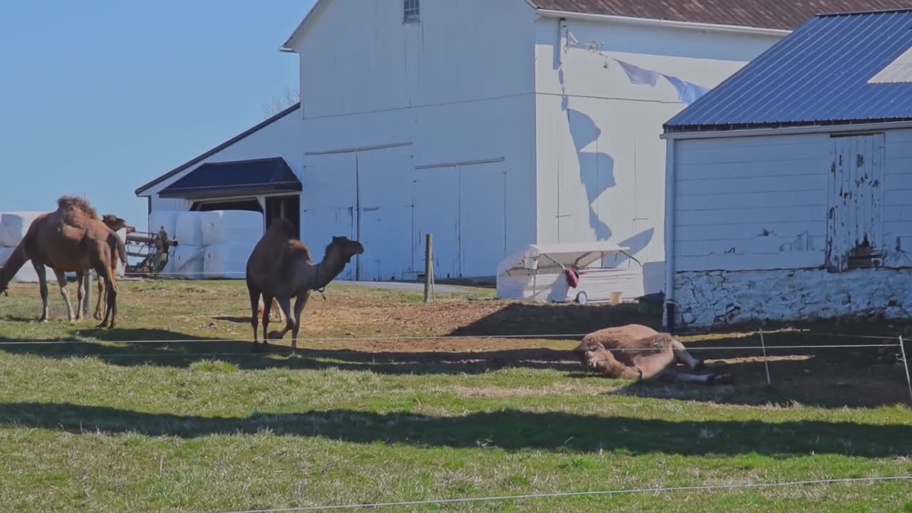 Herd of Camels Grazing on an Amish Farm in Pennsylvania while one Lays Down on a Sunny Spring Day