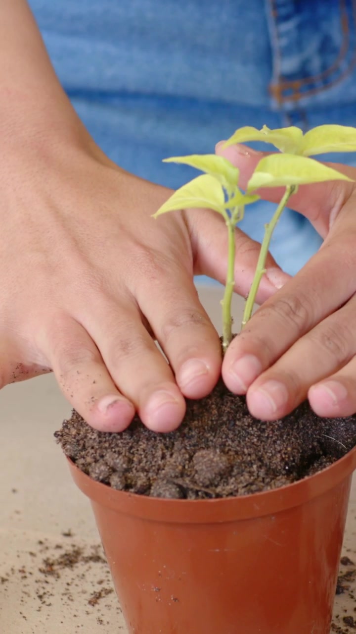 Video vertical: Manos esparciendo tierra sobre una maceta pequeña en la mesa, plantando una plántula, mientras la persona viste mezclilla.