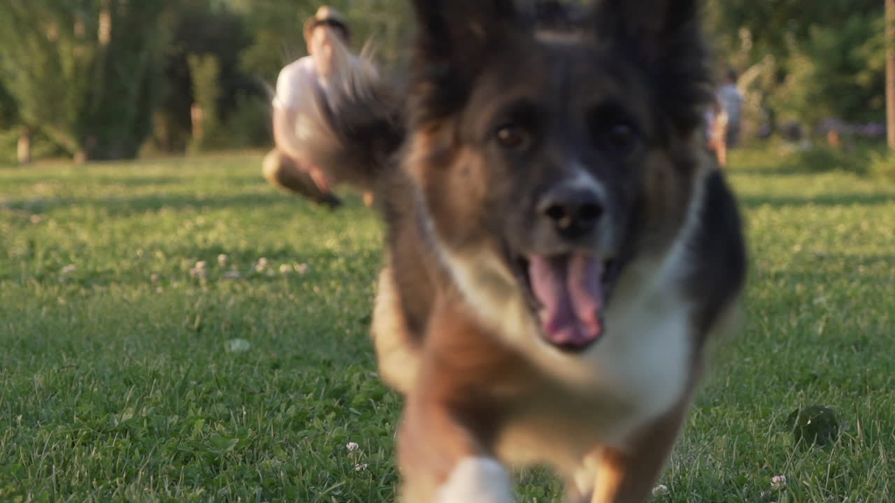 Border Collie dog running to camera, slow motion