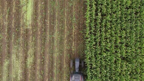 tractor with trailer on corn field, cutting and crushing silage during harvest season