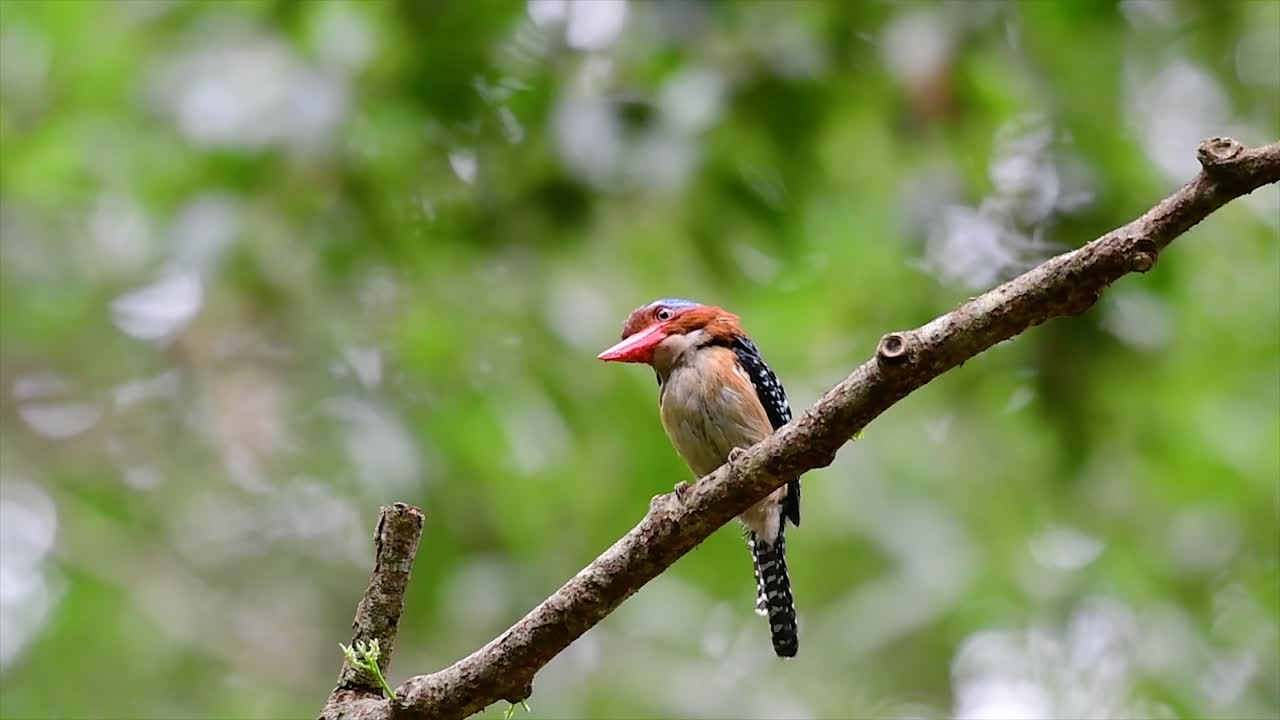 un martín pescador de árboles y una de las aves más hermosas que se encuentran en tailandia dentro de las selvas tropicales