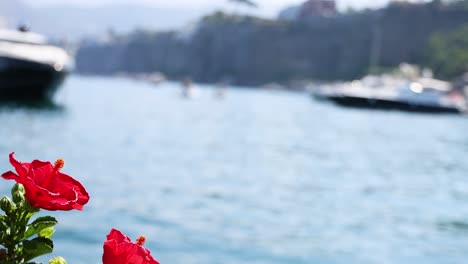 red flowers with blurred boats in background