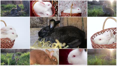 rabbits chroma key, white bunny sniffing and looks around, green grass with dandelions, spring time, close up view