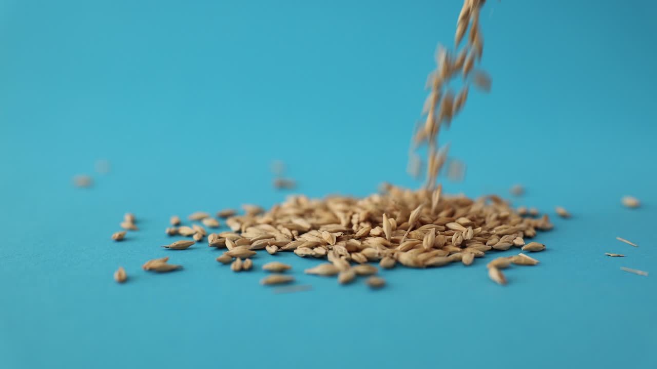 Chicchi di grano versati a mucchio su sfondo blu in studio