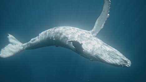 Humpback whale white belly raised to sky as pectoral fins wrap spinning in slow motion