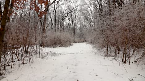 Un-Sendero-Forestal-Cubierto-De-Nieve-Con-Plantas-Y-Arbustos-A-Ambos-Lados-Cubiertos-De-Hielo-Y-Nieve-Debido-A-La-Lluvia-Helada