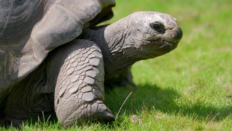 Cabeza-De-Tortuga-De-Primer-Plano,-Arrastrándose-Por-Una-Pradera-Verde,-Atrapada-En-El-Zoológico