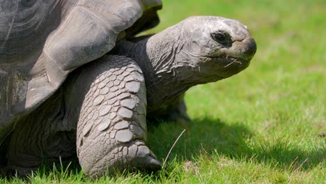 cabeza de tortuga en primer plano, arrastrándose por el prado verde, atrapada en el zoológico