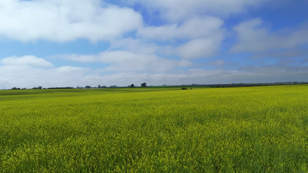 Vast Yellow Field Under a Blue Sky