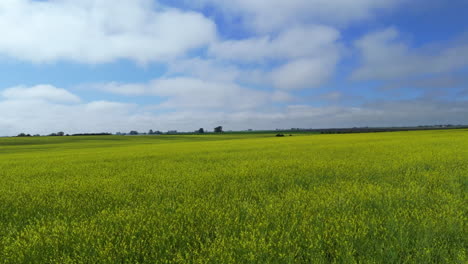vast yellow field under a blue sky