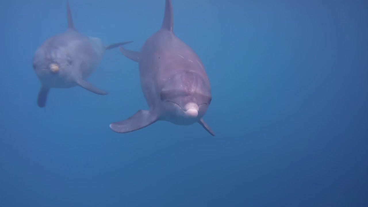 Two wild dolphins swimming close up to the camera underwater in the Red Sea Egypt