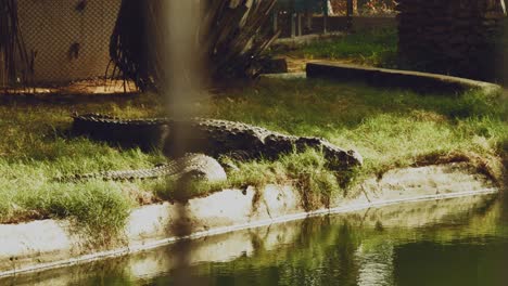 Dos-Cocodrilos-Descansando-Al-Borde-Del-Agua-En-El-Recinto-Del-Zoológico-En-Un-Día-Soleado-Vistos-A-Través-De-Una-Cerca-De-Alambre