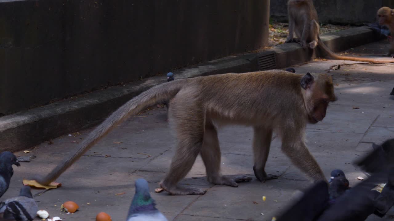 Macaque Monkey Eating Fruit Surrounded By Doves In A Public Park In Phuket, Thailand. Close-up Shot