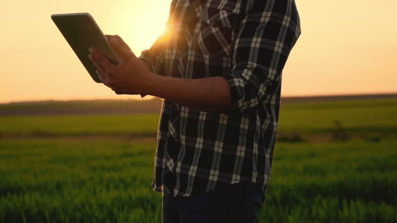 agrónomo en un campo de trigo al atardecer usando una tableta digital. agrónomo con una tableta en las manos. agricultor comprobando la productividad agrícola. imágenes de alta calidad en 4k