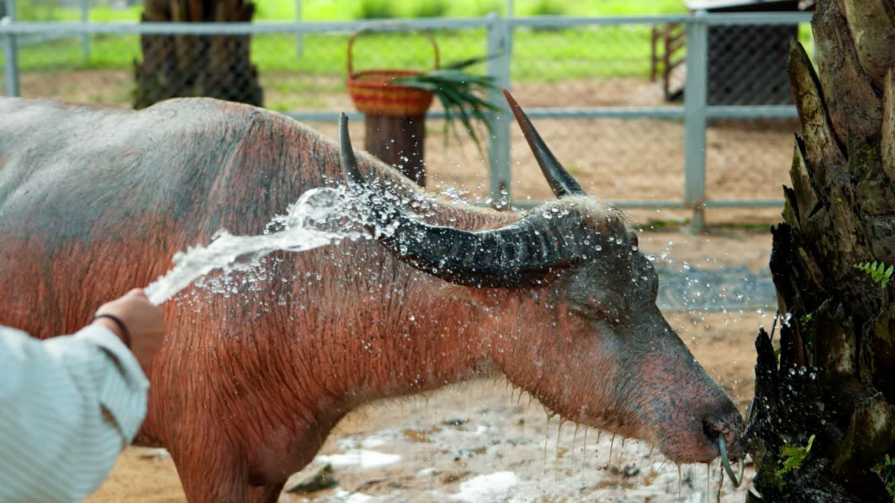 Close up of water buffalo Bubalus bubalis being washed with hose to clean dirt at farm in Khao Lak Thailand
