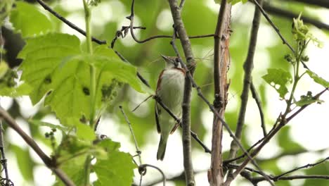 Kastaniensängerweibchen-Hält-Grashalm-Im-Schnabel-Zum-Nestbau,-Nahaufnahme