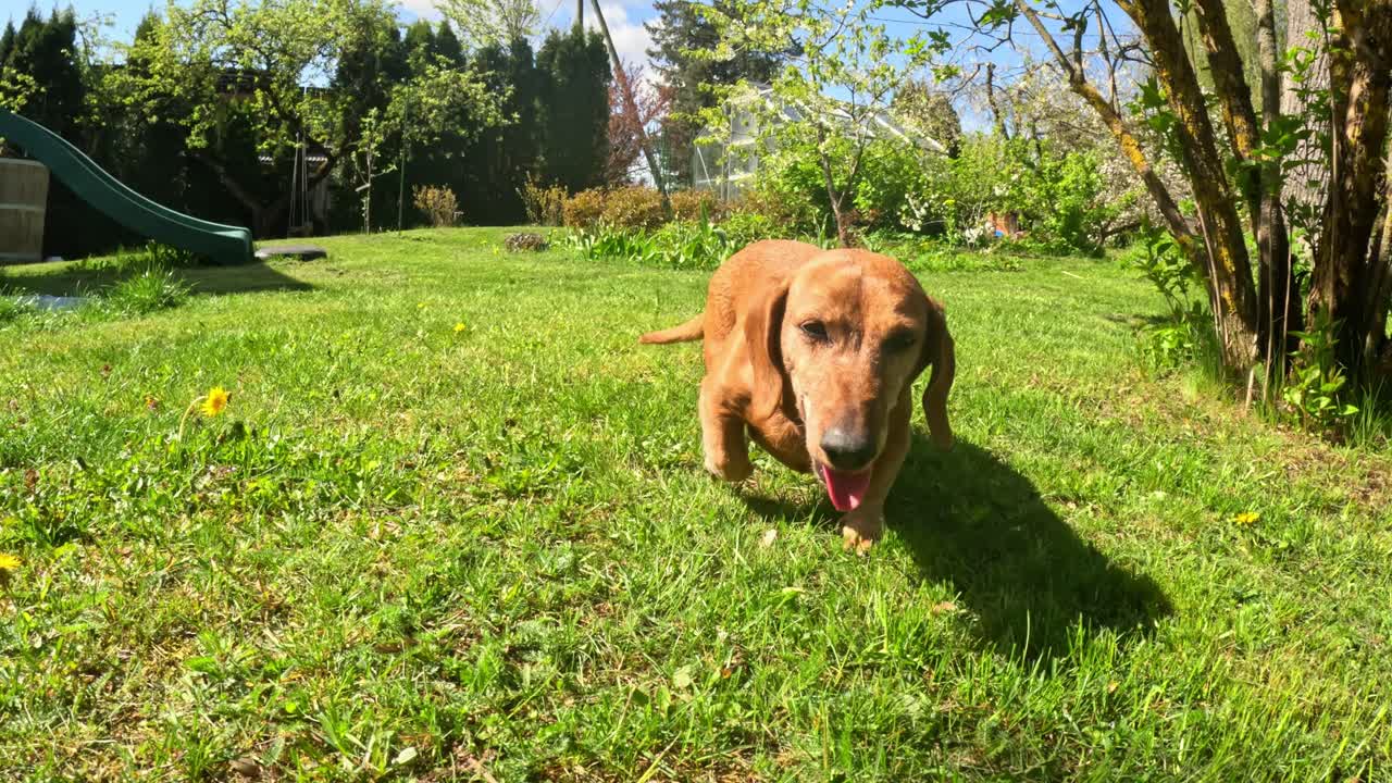 Brown Dachshund dashes on fresh Poa pratensis grass, tail up, surrounded by spring flowers, Prunus avium trees bloom under clear blue sky, real time, camera from low, extreme wife angle