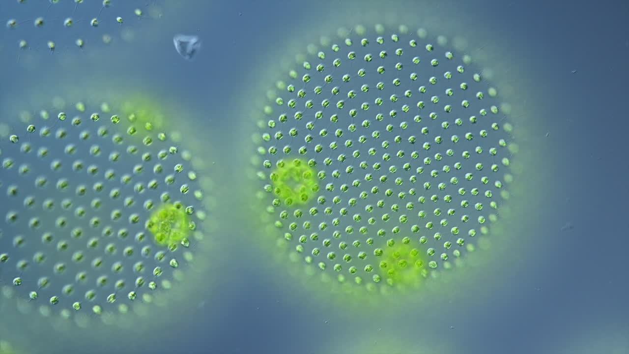Volvox Algae Colony Under Microscope