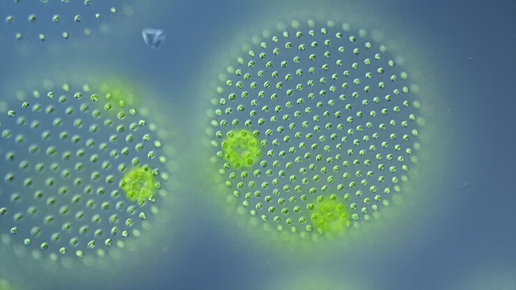 Volvox Algae Colony Under Microscope