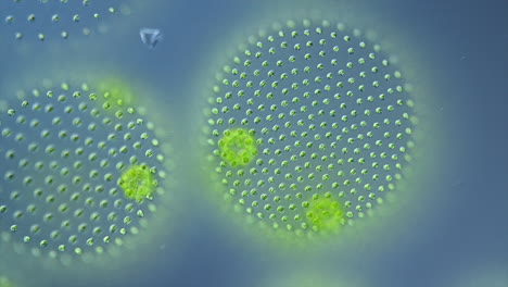 volvox algae colony under microscope