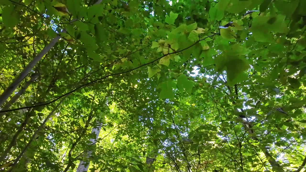 晴れた日に緑豊かな森の中を歩き、カメラの前をゆっくりと通り過ぎる葉を見る