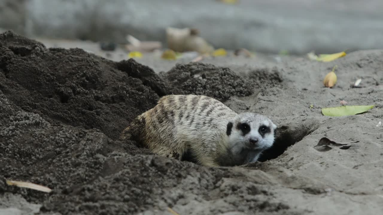 Meerkat Digging in Sand Looking for Food in Natural Habitat