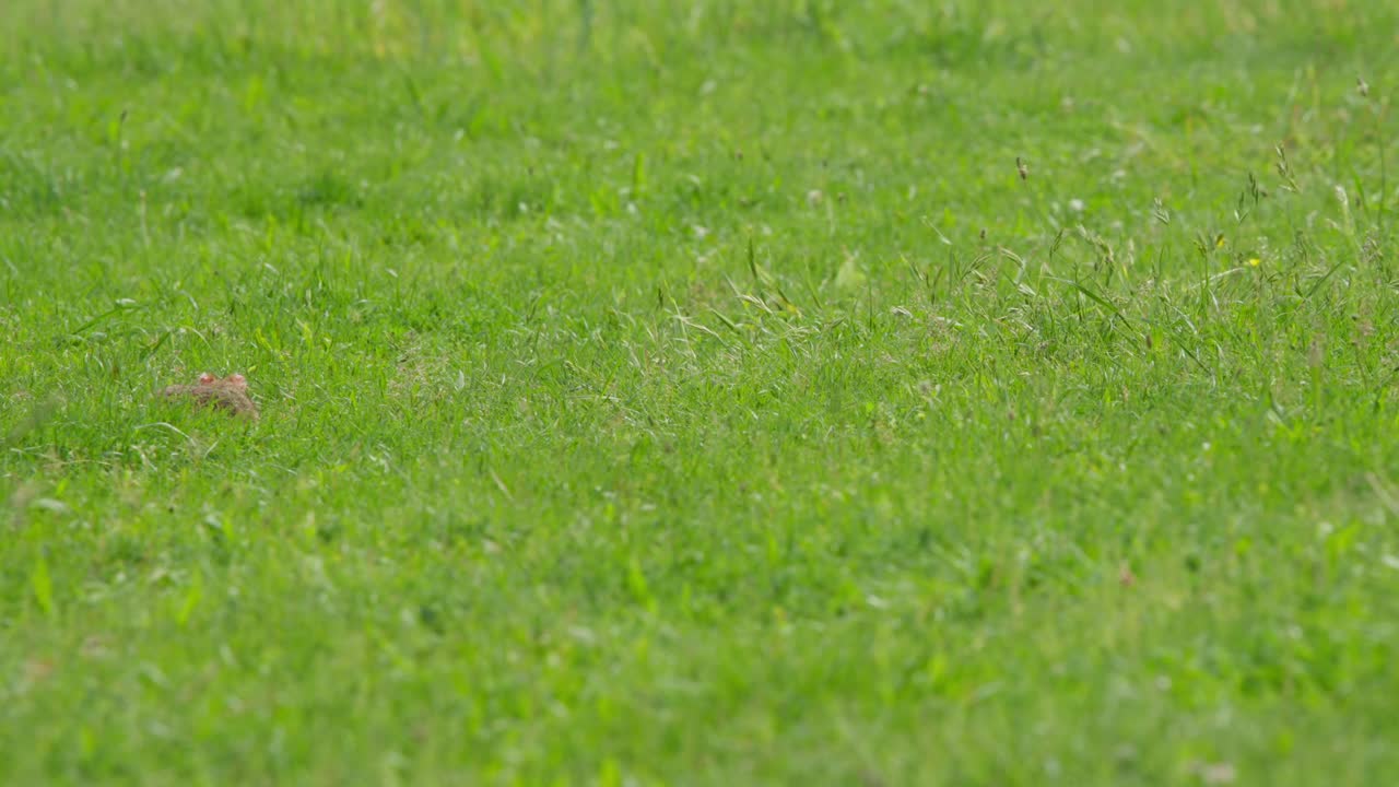 Hamster moves through green grass in a garden. The setting features natural light. The action is engaging and shows the small creature's movements clearly