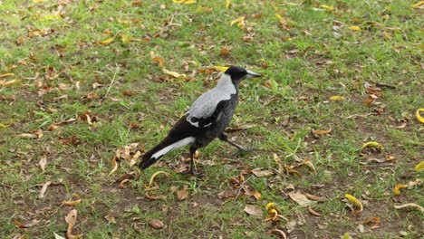 magpie walking on grass with fallen leaves