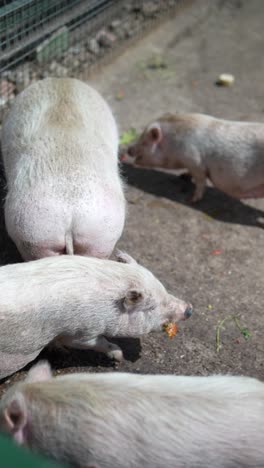 white piglets in enclosure