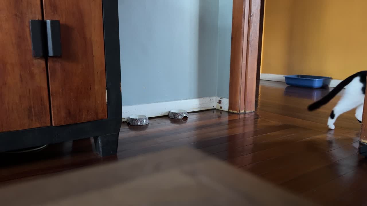 A black and white cat eating food in a suburban home in Cape Town.