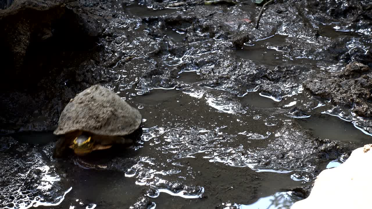 small turtle or science names "Yellow-bellied slider" , get up and walk across on mud ground