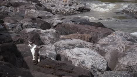 gato callejero vigilante descansando en las rocas del río en la naturaleza