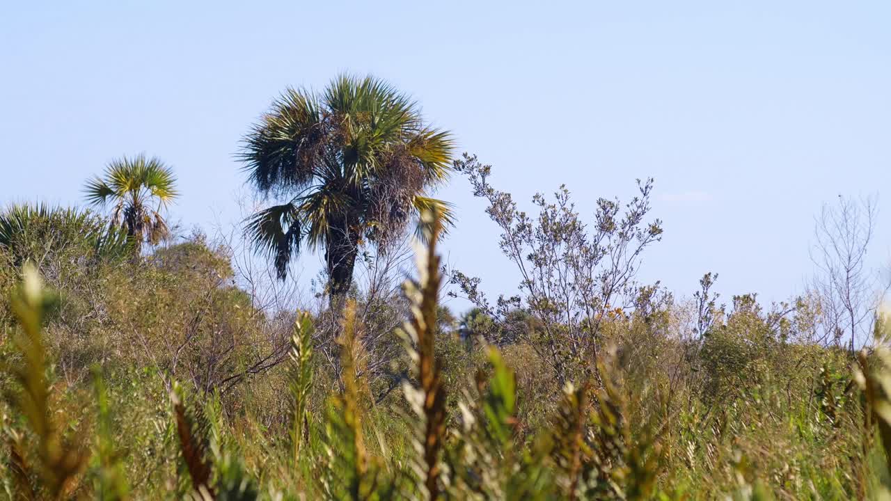 malas hierbas altas que soplan en el viento con palmeras y cielo en el fondo