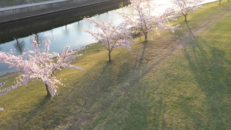 Hermoso-Parque-De-Sakura-En-Flor-De-Cerezo-En-El-Parque-De-La-Isla-De-Kaunas-Nemunas