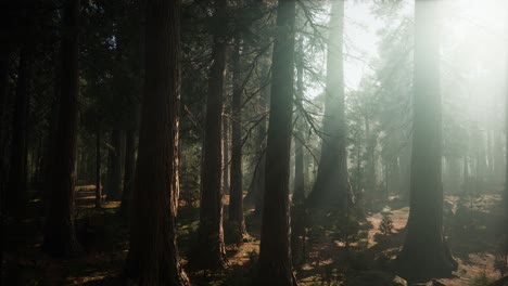 Giant-Sequoia-Trees-at-summertime-in-Sequoia-National-Park,-California