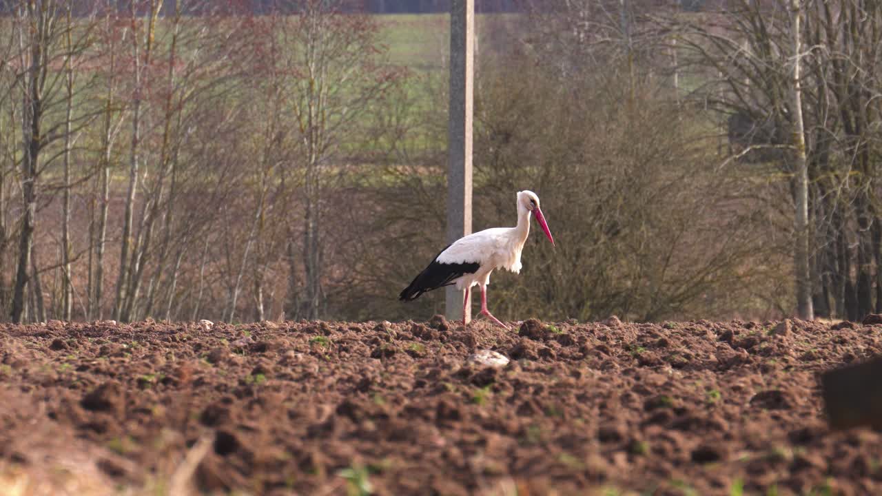 Una cicogna bianca cammina su un campo agricolo coltivato marrone e cerca cibo.