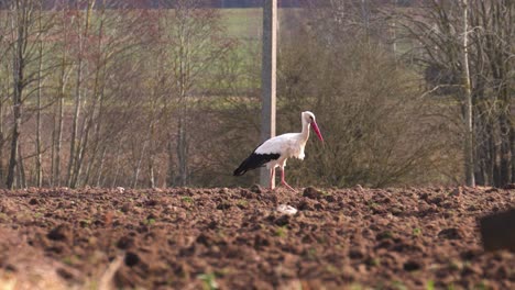 White-stork-walk-on-brown-cultivated-agricultural-field-and-search-food