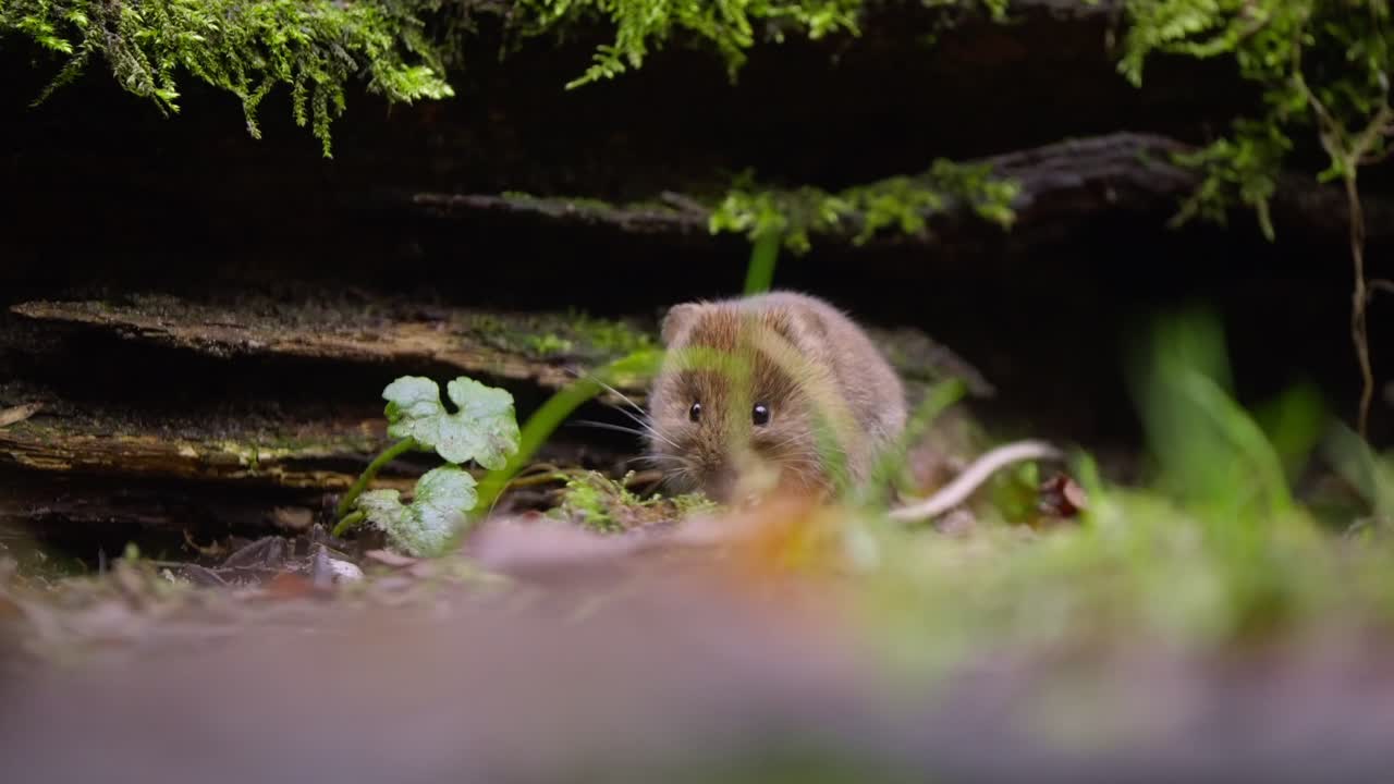 Shy vole hides under fallen branches and moss, nose twitching in alert slow motion detail