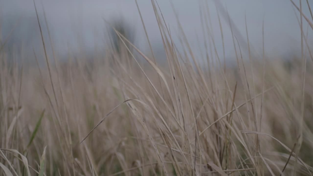 Close up of dry grass in abstract landscape background