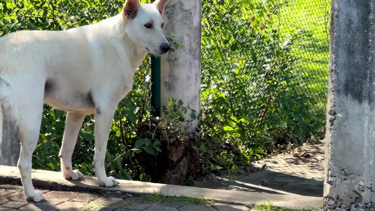 Two dogs explore near a garden fence, with one peeking around a post in the sunlight.